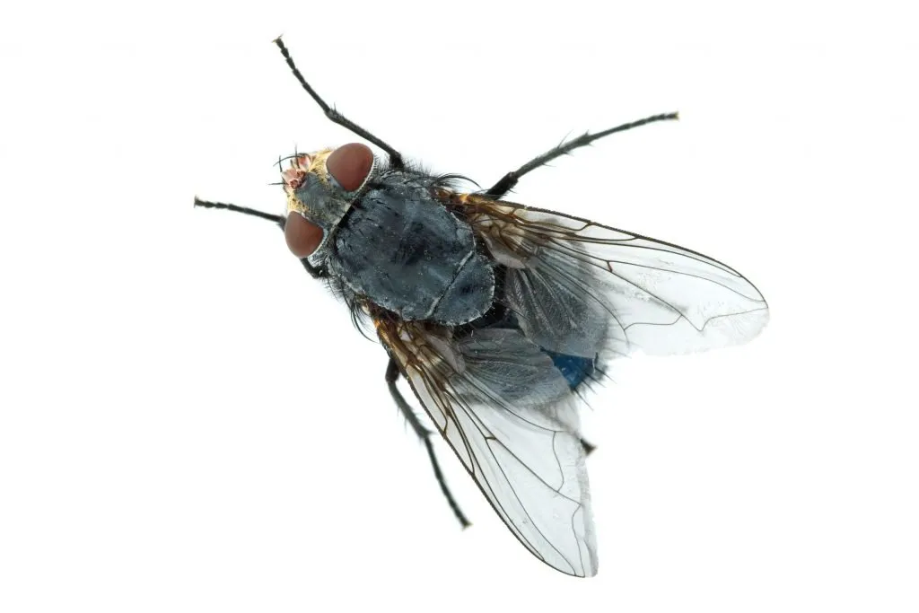 big-meat-fly-2021-08-26-16-00-48-utc-1024×683