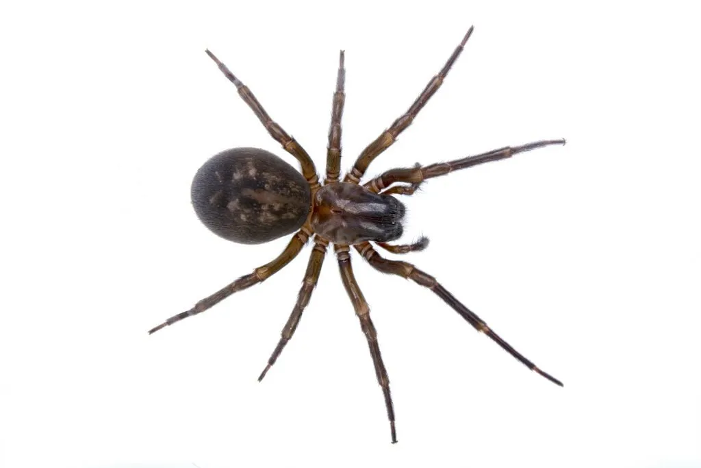dark-brown-spider-on-a-white-background-2021-09-01-21-15-03-utc-1024×683