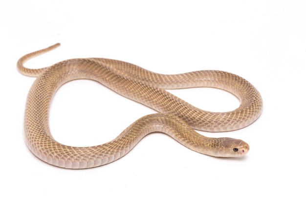 javan-spitting-cobra-white-space_262958-1372