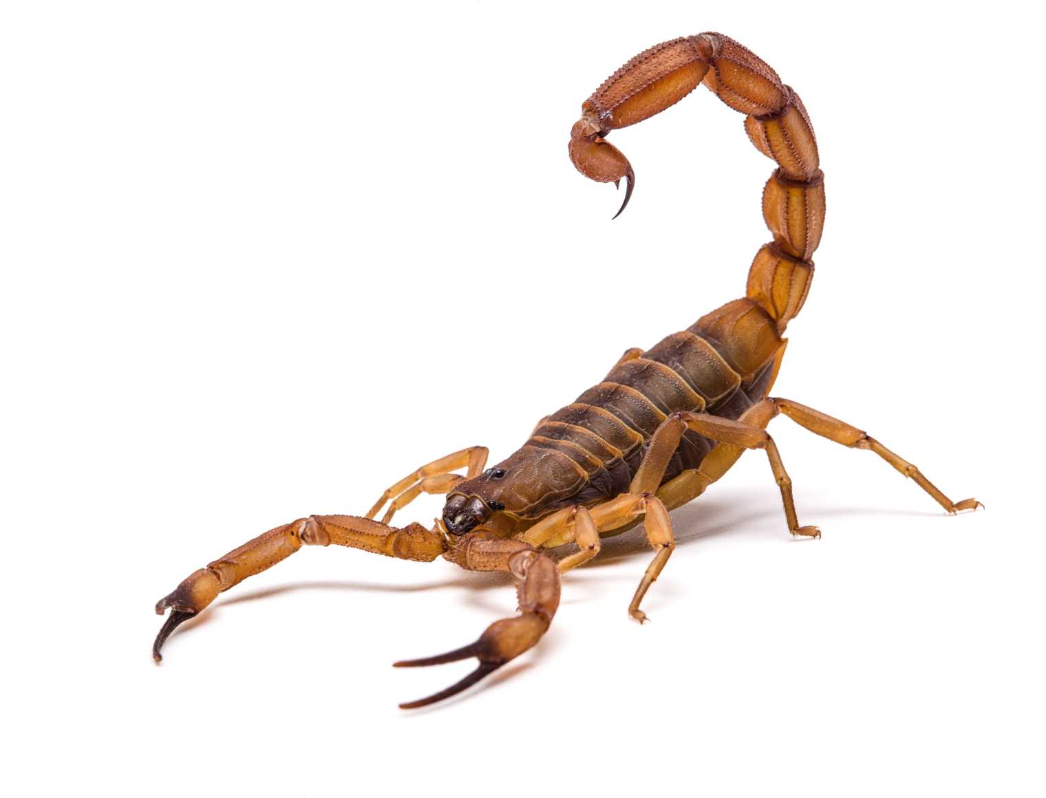scorpionOhioStateUniversity